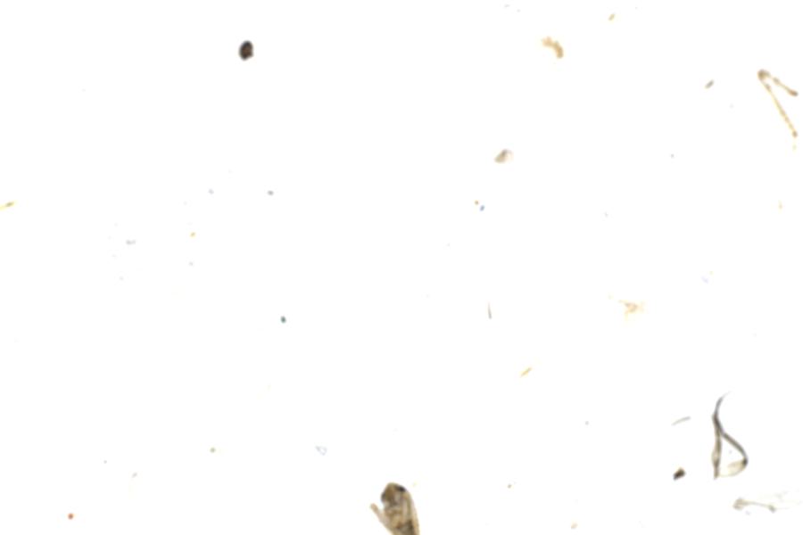 Image 59